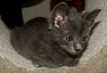 picture of Rambo, a Domestic Short Hair gray