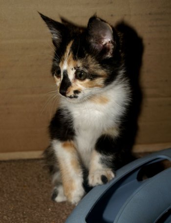 picture of Pepper, a Domestic Short Hair calico