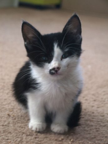 picture of Eva, a Domestic Short Hair black/white