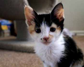 picture of Marilyn, a Domestic Short Hair calico
