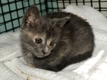 picture of Sugar, a Domestic Short Hair dilute tortoiseshell tabby