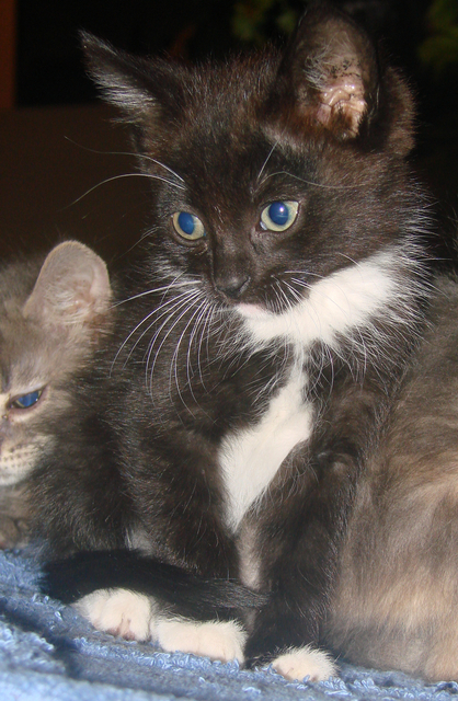 picture of Jimbo, a Domestic Short Hair black/white