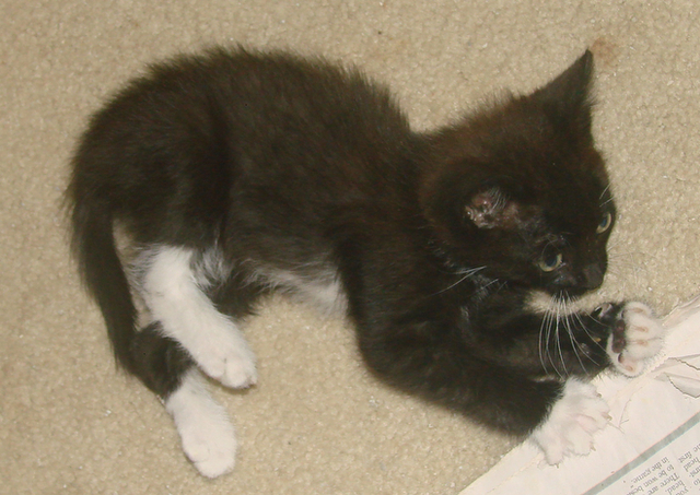 picture of Jimbo, a Domestic Short Hair black/white