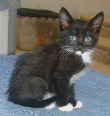 picture of Jimbo, a Domestic Short Hair black/white