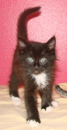 another picture of Sebastian, a Domestic Medium Hair black/white