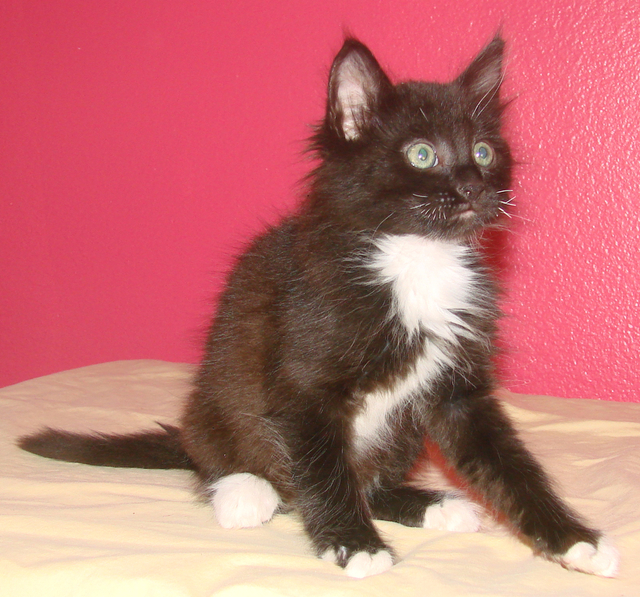 picture of Sebastian, a Domestic Medium Hair black/white