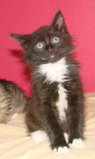 picture of Sebastian, a Domestic Medium Hair black/white