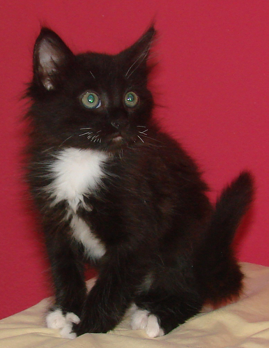 picture of Sebastian, a Domestic Medium Hair black/white