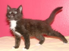 picture of Sebastian, a Domestic Medium Hair black/white