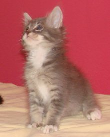 another picture of Touche, a Domestic Medium Hair gray tabby/white