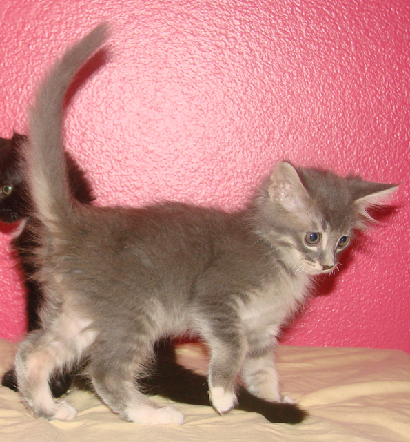 picture of Touche, a Domestic Medium Hair gray tabby/white
