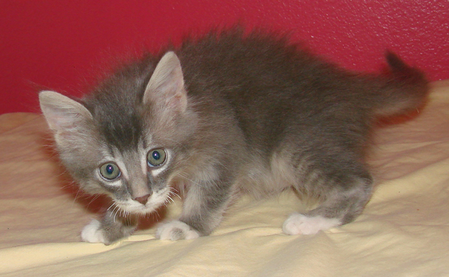 picture of Touche, a Domestic Medium Hair gray tabby/white