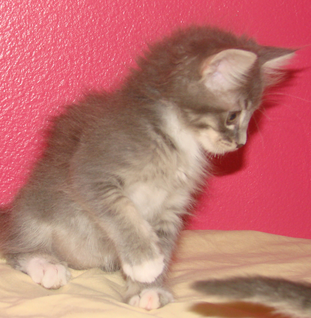 picture of Touche, a Domestic Medium Hair gray tabby/white