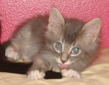 picture of Touche, a Domestic Medium Hair gray tabby/white