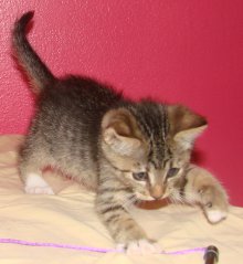 another picture of Indigo, a Domestic Short Hair brown tabby/white