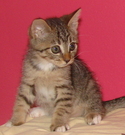 picture of Indigo, a Domestic Short Hair brown tabby/white
