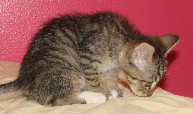 picture of Indigo, a Domestic Short Hair brown tabby/white