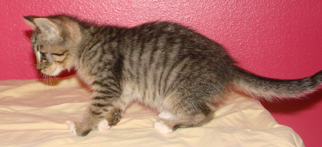 picture of Indigo, a Domestic Short Hair brown tabby/white