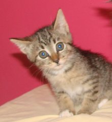 picture of Indigo, a Domestic Short Hair brown tabby/white