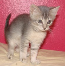 another picture of Sterling, a Domestic Short Hair gray tabby