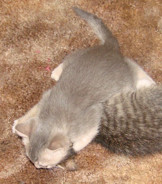 picture of Sterling, a Domestic Short Hair gray tabby