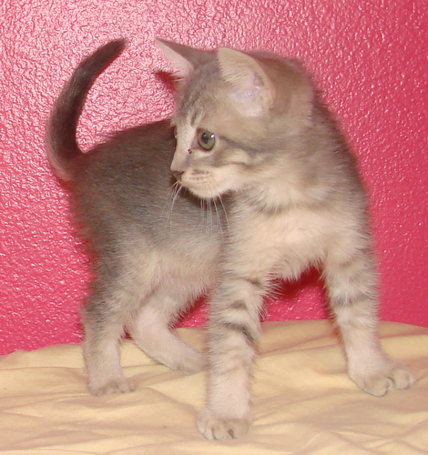 picture of Sterling, a Domestic Short Hair gray tabby