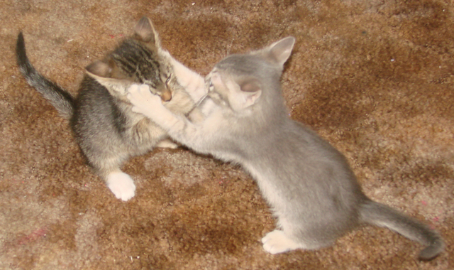 picture of Sterling, a Domestic Short Hair gray tabby