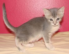 picture of Sterling, a Domestic Short Hair gray tabby