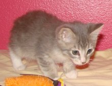 another picture of Star, a Domestic Short Hair gray tabby/white