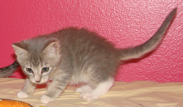 picture of Star, a Domestic Short Hair gray tabby/white