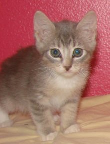 picture of Star, a Domestic Short Hair gray tabby/white