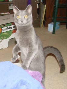 another picture of Davy, a Domestic Short Hair gray
