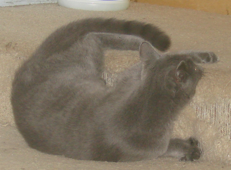 picture of Davy, a Domestic Short Hair gray