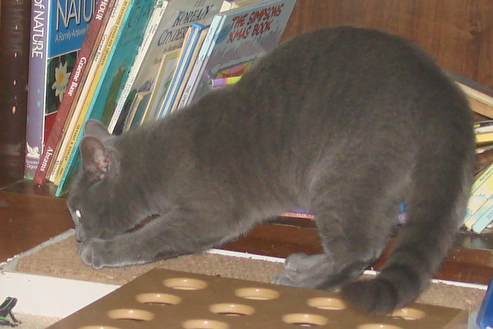 picture of Davy, a Domestic Short Hair gray
