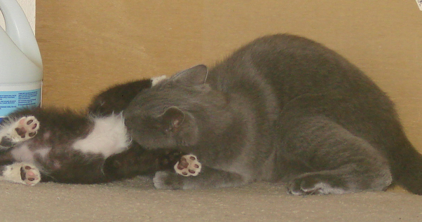 picture of Davy, a Domestic Short Hair gray