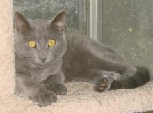 picture of Davy, a Domestic Short Hair gray