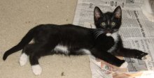 another picture of Chance, a Domestic Short Hair black/white
