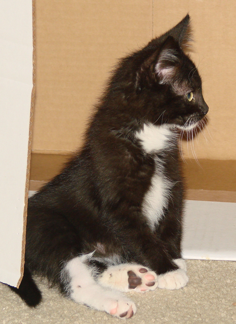 picture of Chance, a Domestic Short Hair black/white