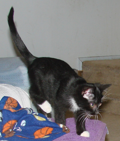 picture of Chance, a Domestic Short Hair black/white
