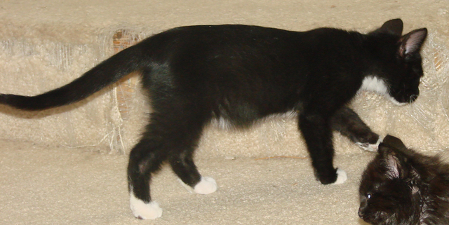 picture of Chance, a Domestic Short Hair black/white