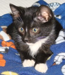 picture of Chance, a Domestic Short Hair black/white