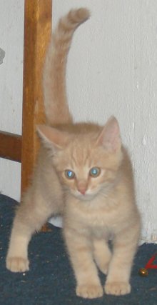 another picture of Chet, a Domestic Short Hair buff tabby