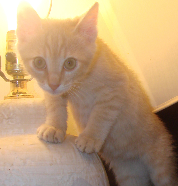 picture of Chet, a Domestic Short Hair buff tabby