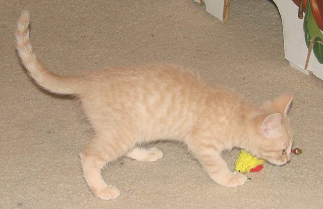 picture of Chet, a Domestic Short Hair buff tabby