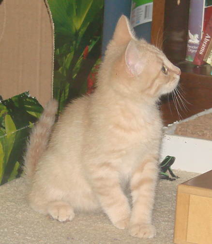 picture of Chet, a Domestic Short Hair buff tabby