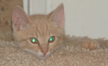 picture of Chet, a Domestic Short Hair buff tabby