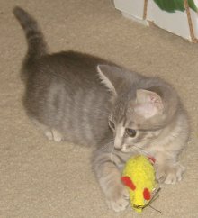 another picture of Chase, a Domestic Short Hair gray tabby
