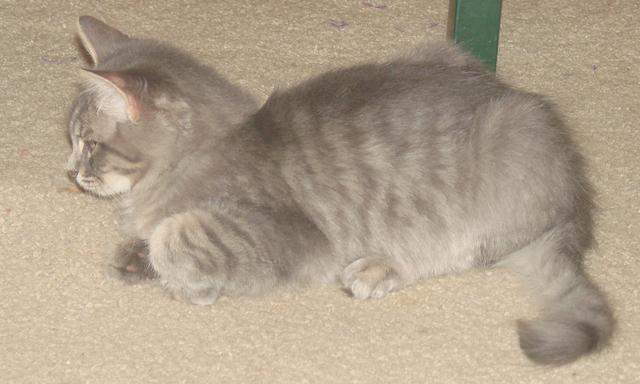 picture of Chase, a Domestic Short Hair gray tabby