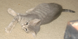 picture of Chase, a Domestic Short Hair gray tabby