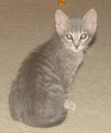 picture of Chase, a Domestic Short Hair gray tabby